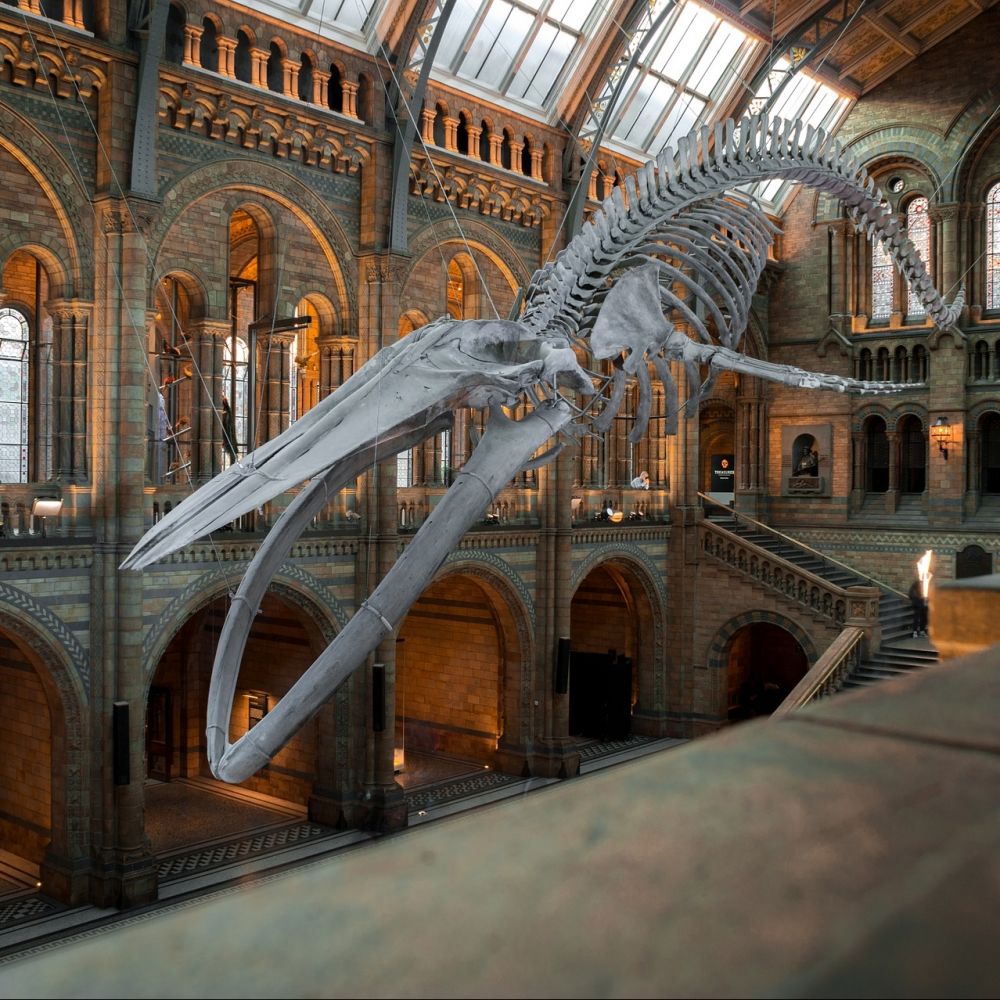 Natural History Museum is only a 15-minute walk from Royal Garden Hotel.